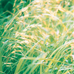 Meet your Posher, Sophie